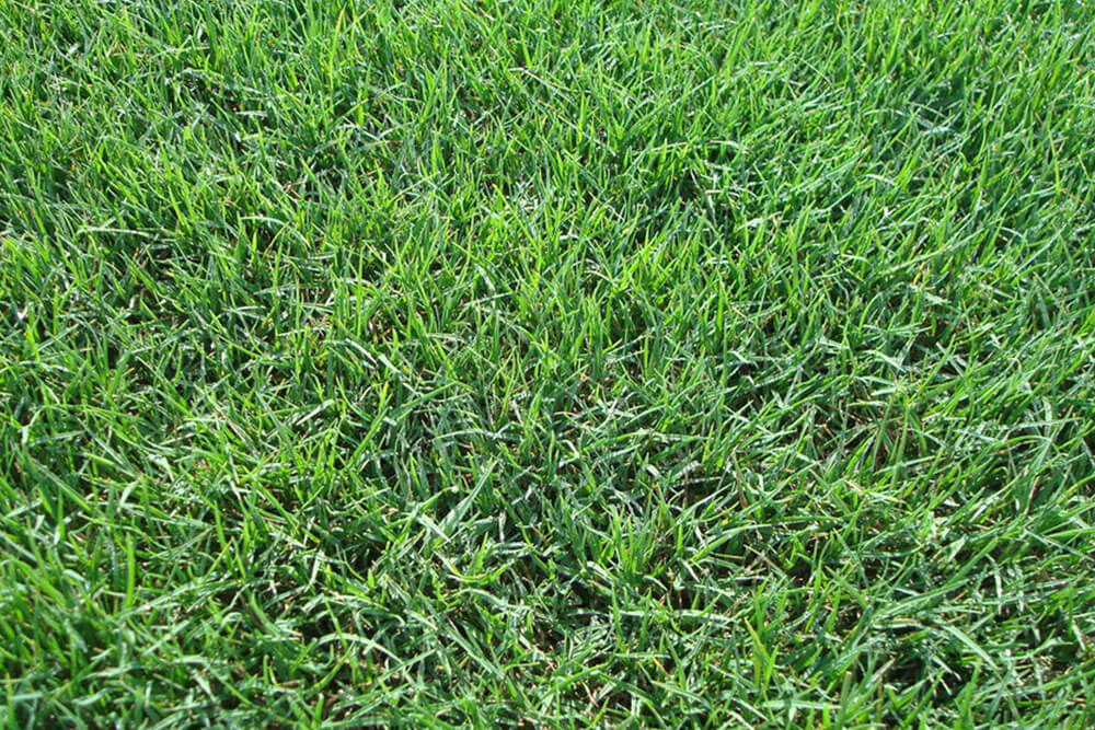 Tiffway 419 Bermuda Texture