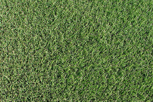 Zeon Zoysia